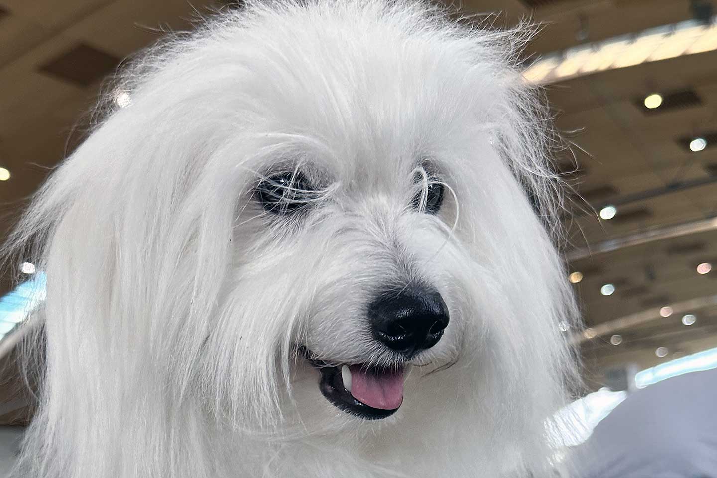 German Coton Fashions <span class='text-uppercase'>DANCE WITH DEVIL</span>